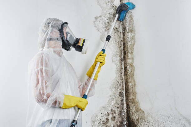 Best Certified Mold Removal  in Lake Vla, IL