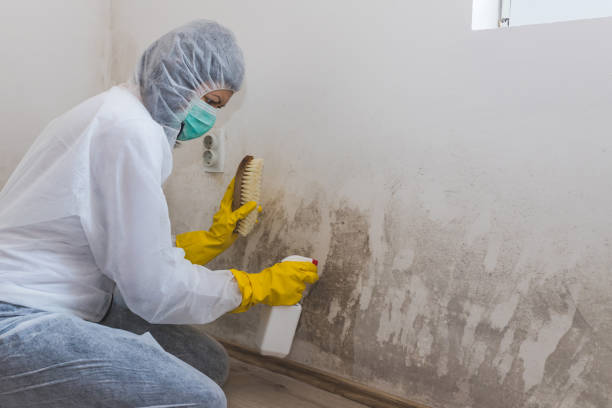 Best Commercial Mold Removal  in Lake Vla, IL