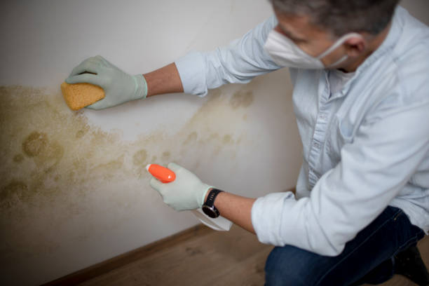 Office Mold Removal Services in Lake Villa, IL