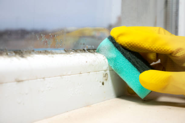 Attic Mold Removal in Lake Villa, IL