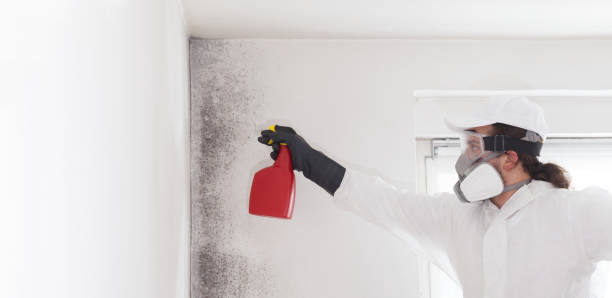 Best Mold Damage Repair  in Lake Vla, IL