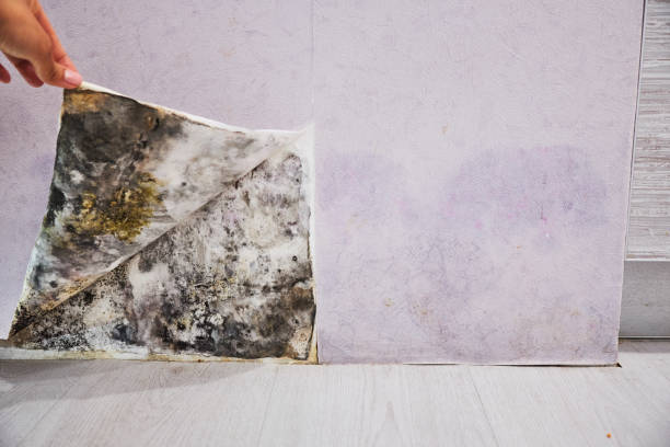 Best Local Mold Removal Service  in Lake Vla, IL